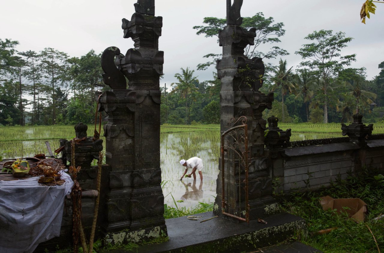 A lone farmer tends a flooded rice field, seen through a dark temple gate with offerings in the foreground, Bali