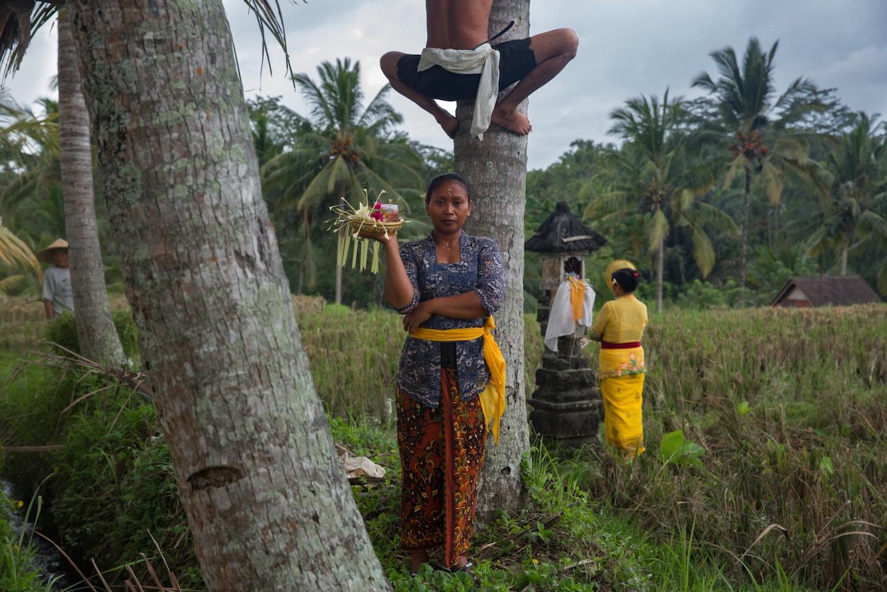 A woman holds offerings at the base of a coconut tree while a man perches above her during a rice field ceremony, Pejeng, Bali